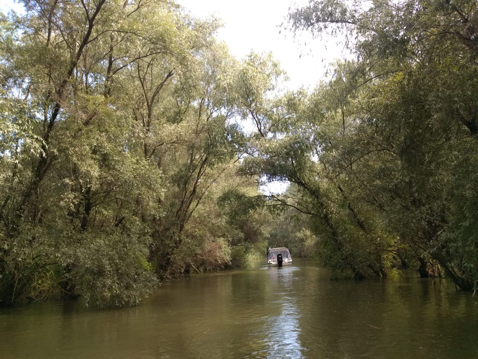 Barcă navigând pe un canal îngust, în umbra vegetației Deltei
