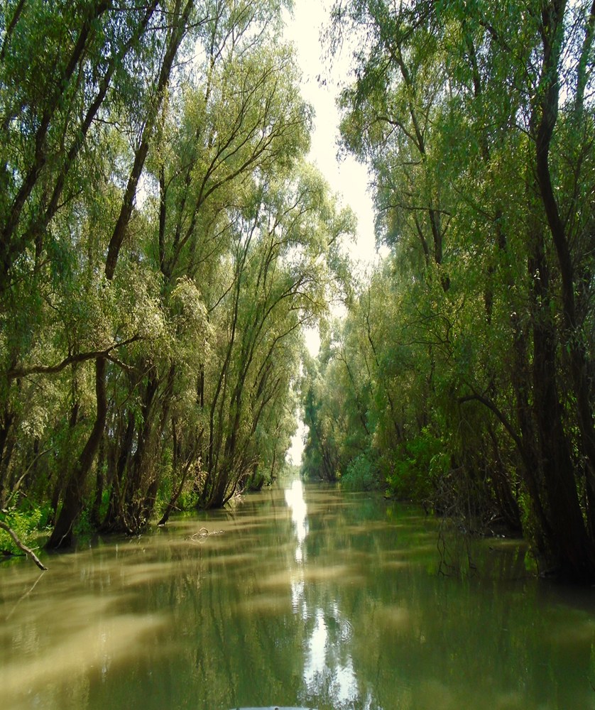 Canal îngust ce se pierde printre copacii Deltei Dunării