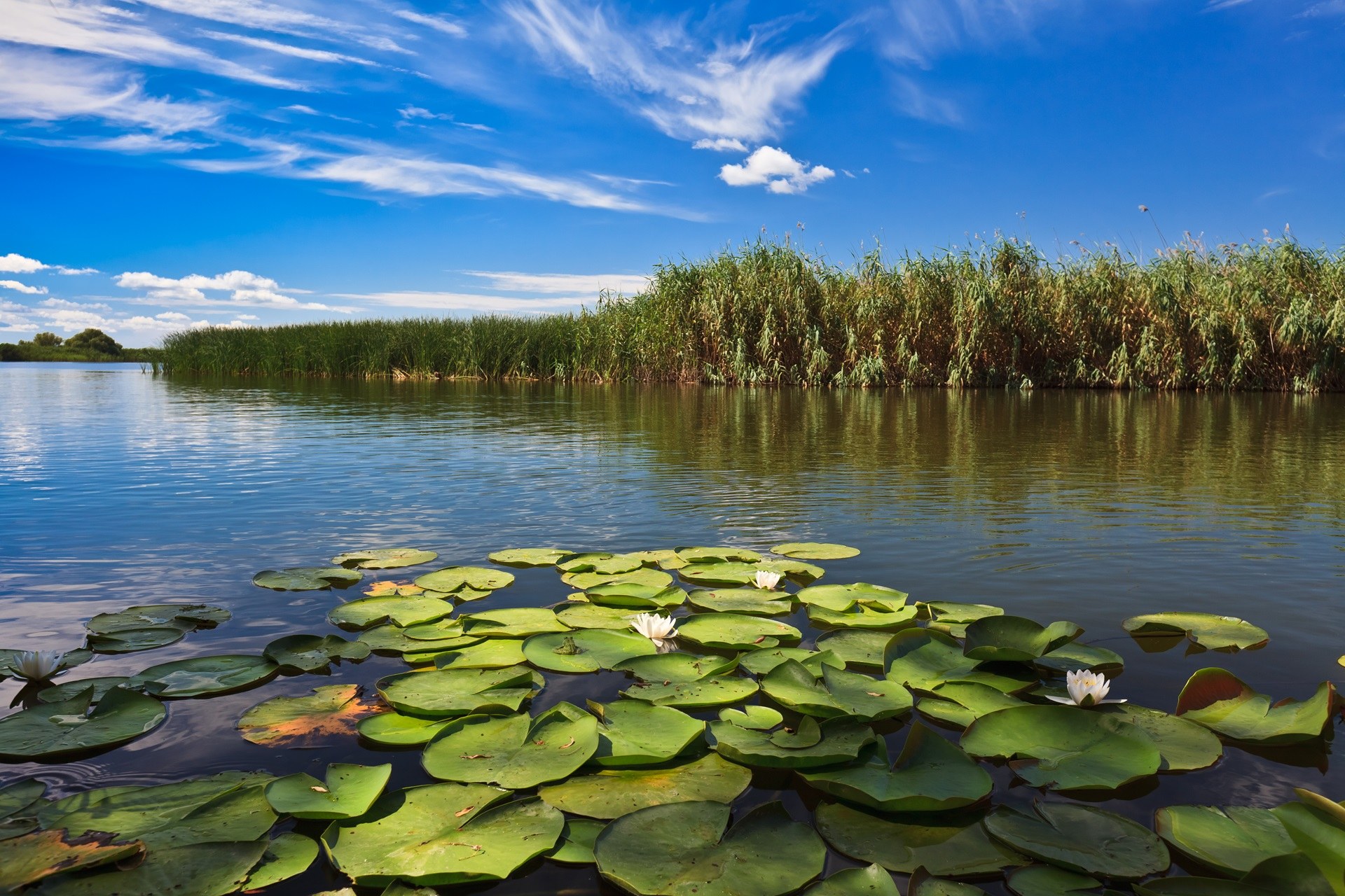Covor de nuferi albi pe un lac din Delta Dunării