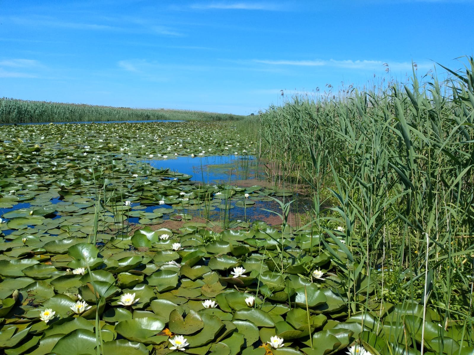 Nuferi și stuf pe un canal din Delta Dunării într-o zi însorită