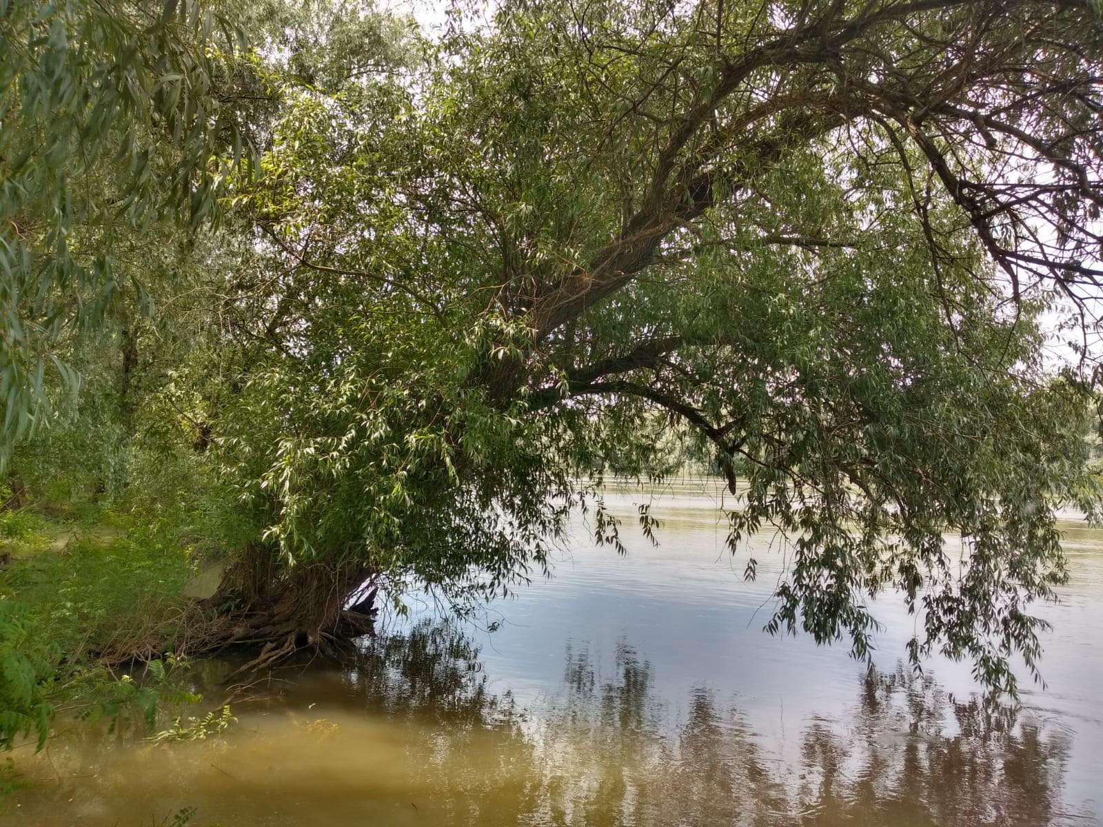 Sălcii aplecate peste apa unui canal din Delta Dunării